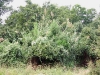 o_Arundo donax